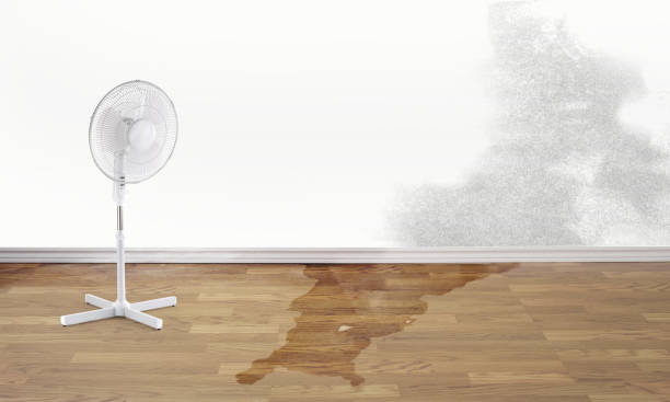 Best Flood damage cleanup  in Ferron, UT
