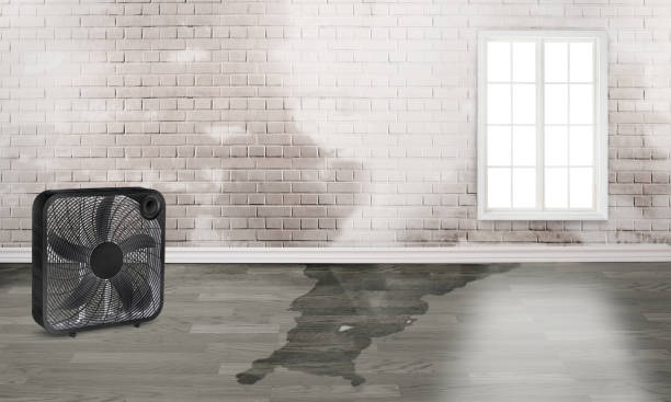 Best Water damage mitigation services  in Ferron, UT
